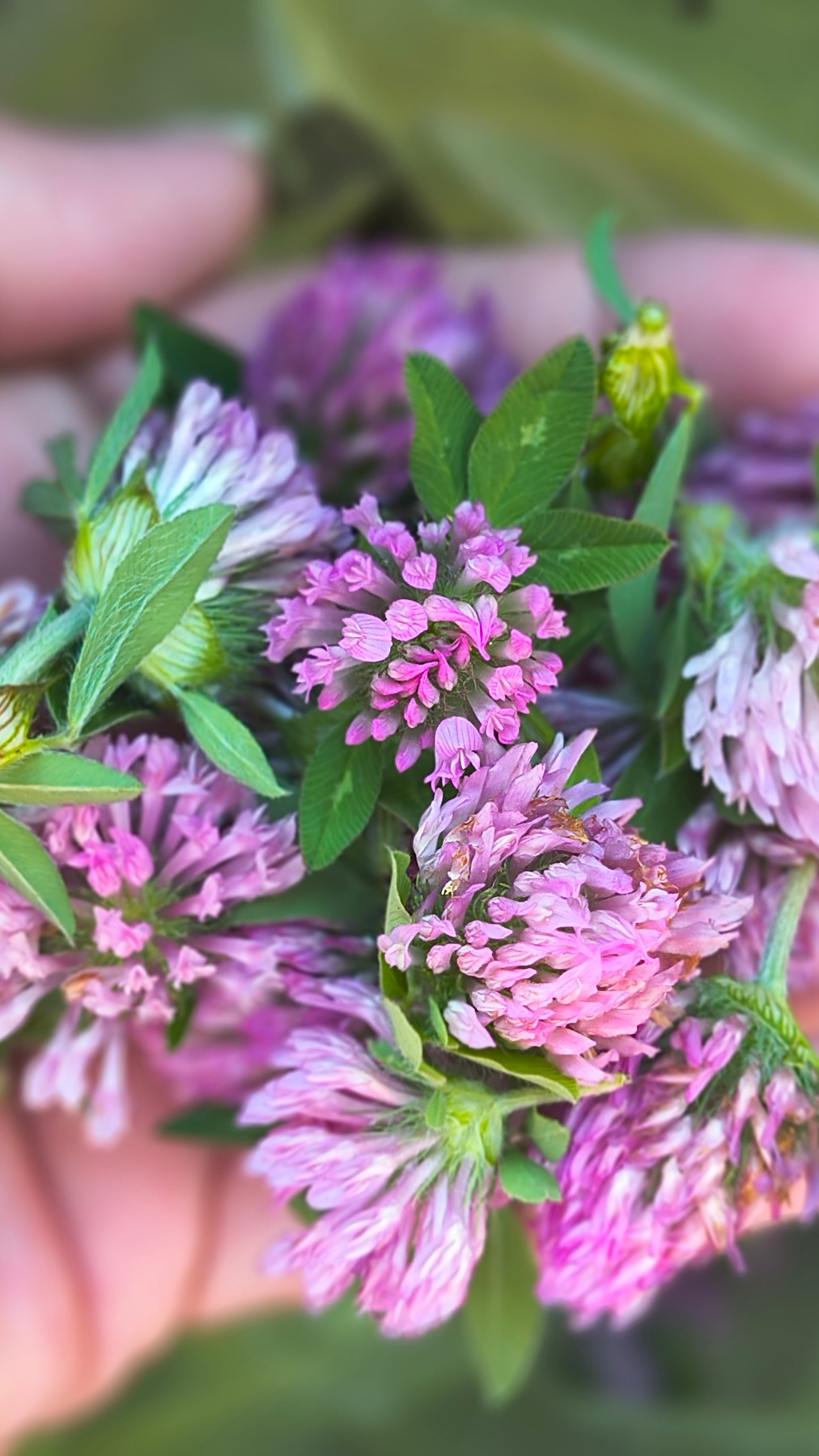 Red Clover Jelly