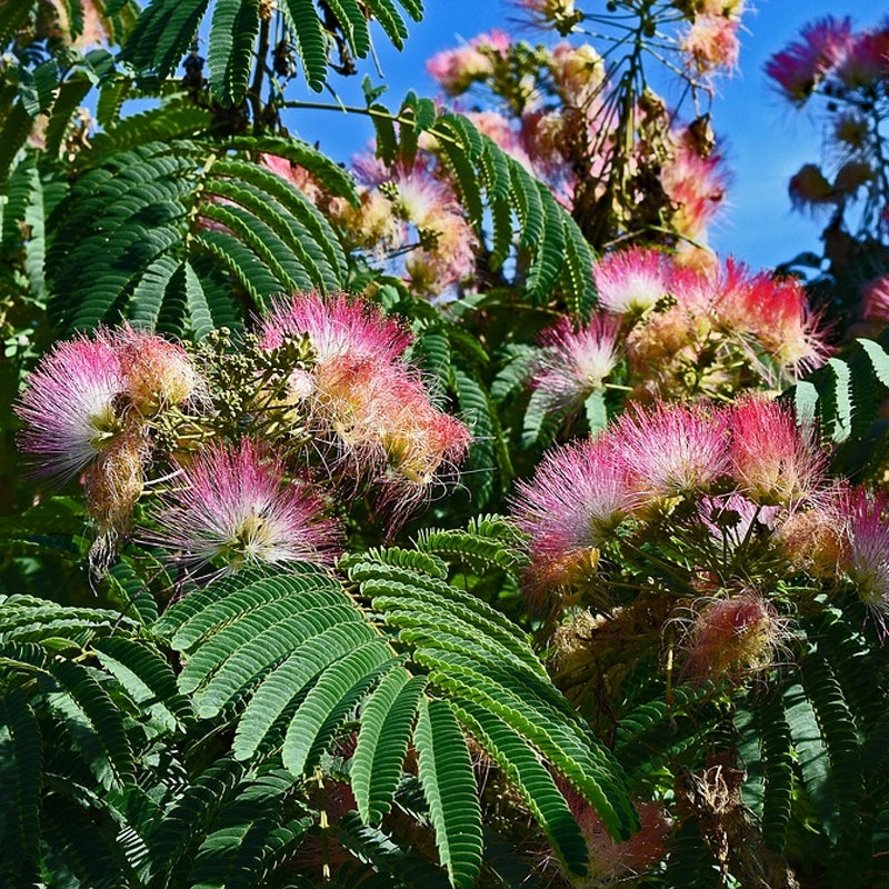Mimosa Blossom Jelly